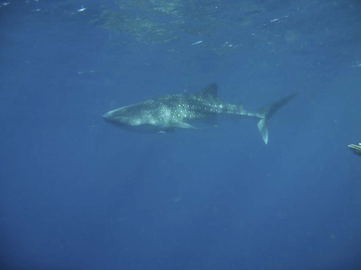 Whale Shark Maldives Emmy Ahlen