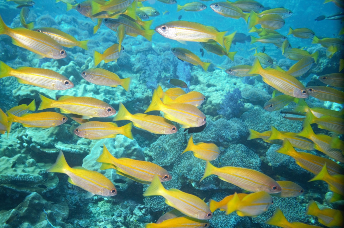 Bigeye Snapper