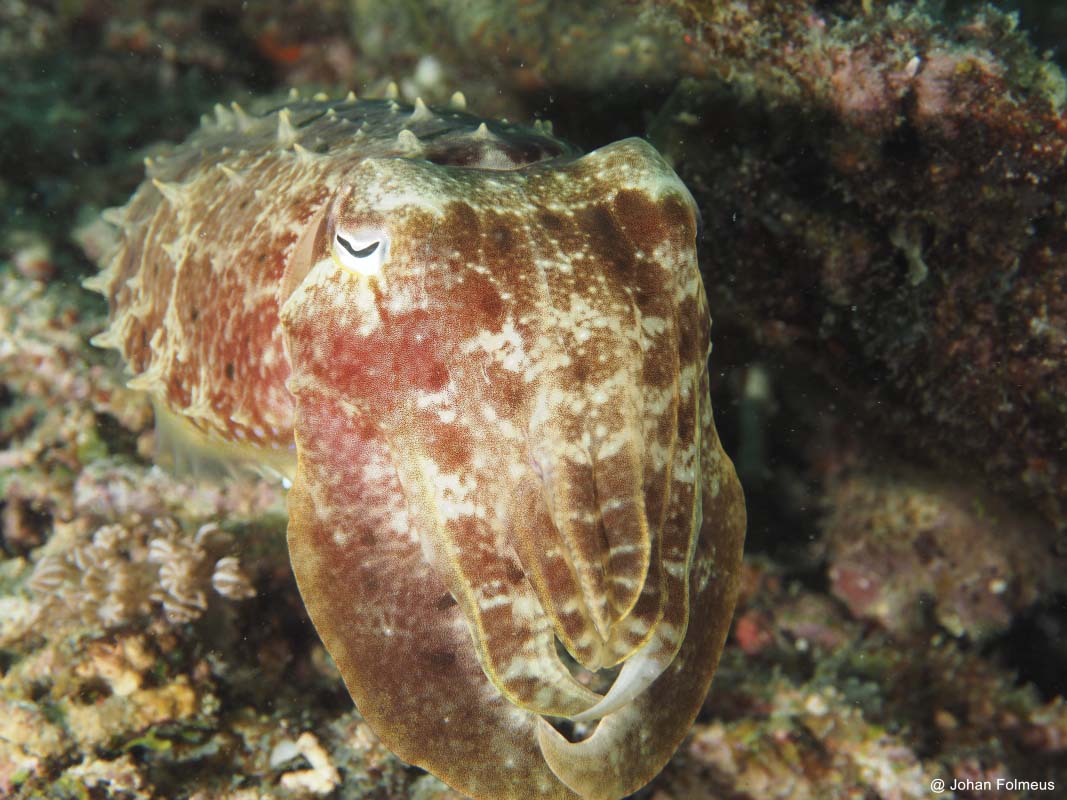 Broadclub Cuttlefish (Sepia latimanus)