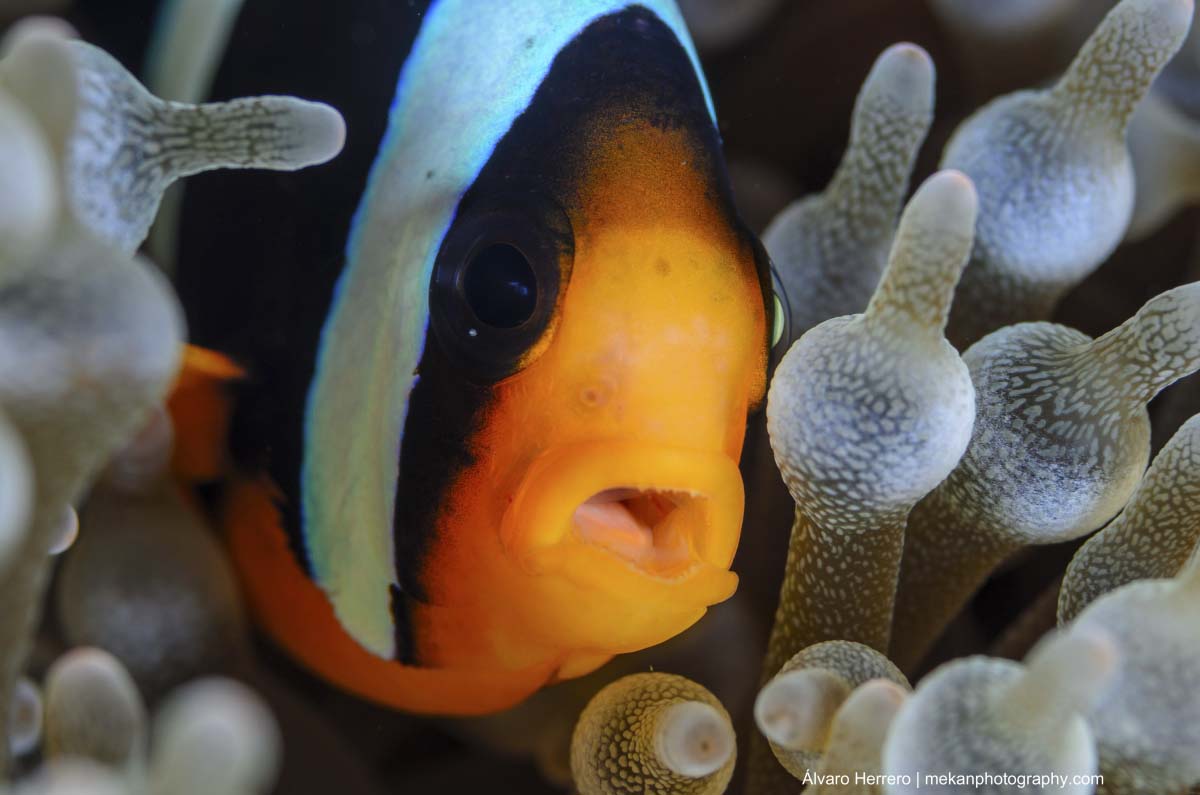 Clark's Anemonefish (Amphiprion Clarkii) - Marine Life - Liveaboard Diving