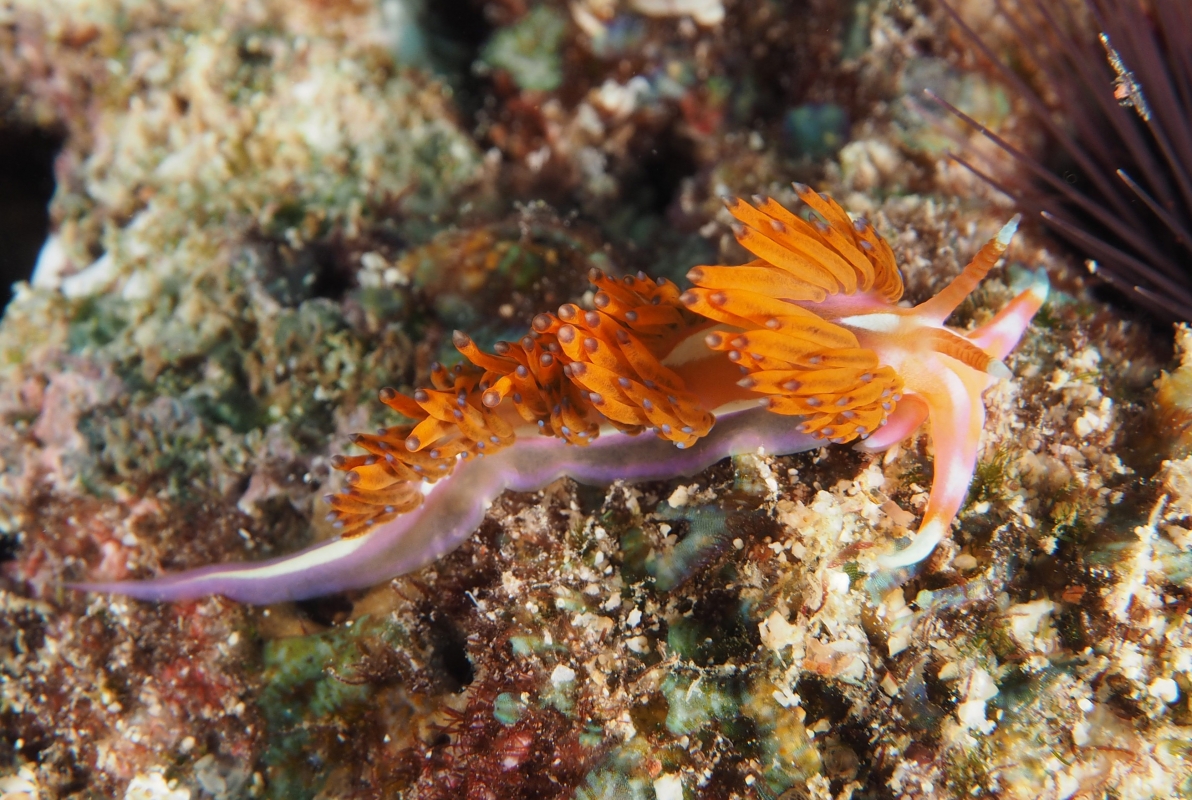 Lynx Nudibranch (phidiana Lynceus) - Marine Life - Liveaboard Diving