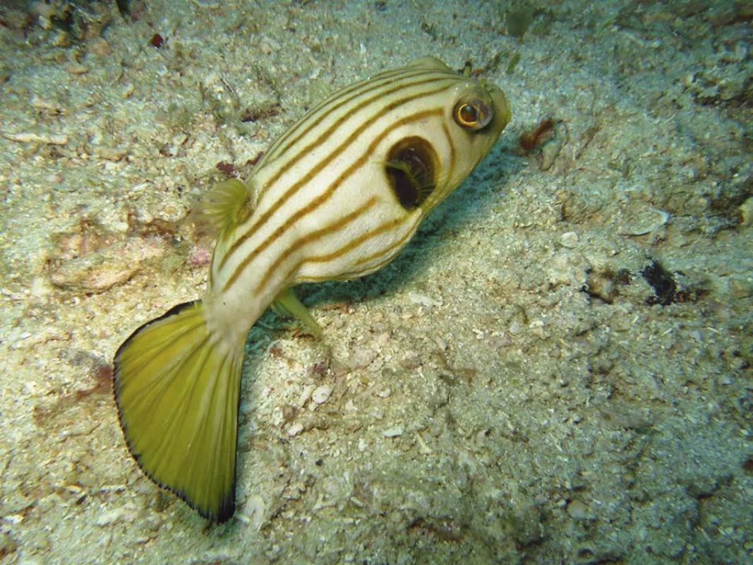 Narrow lined pufferfish