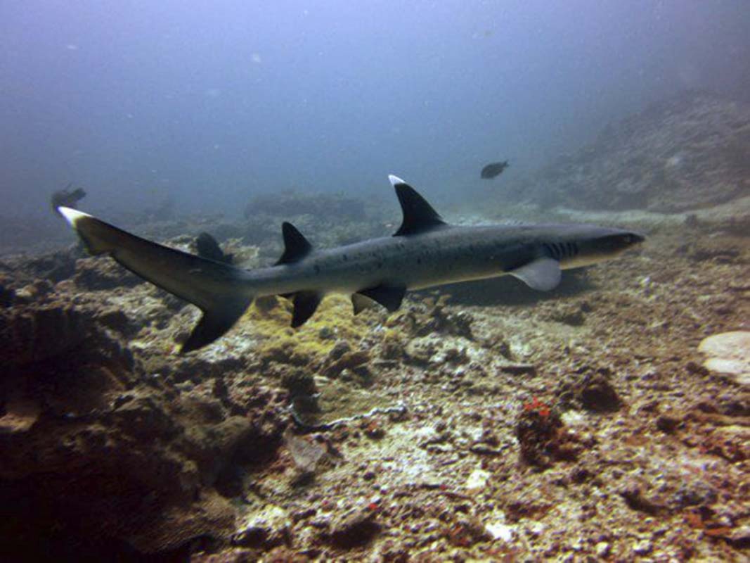 A whitetip Reef Shark swimming across the ref during the day.