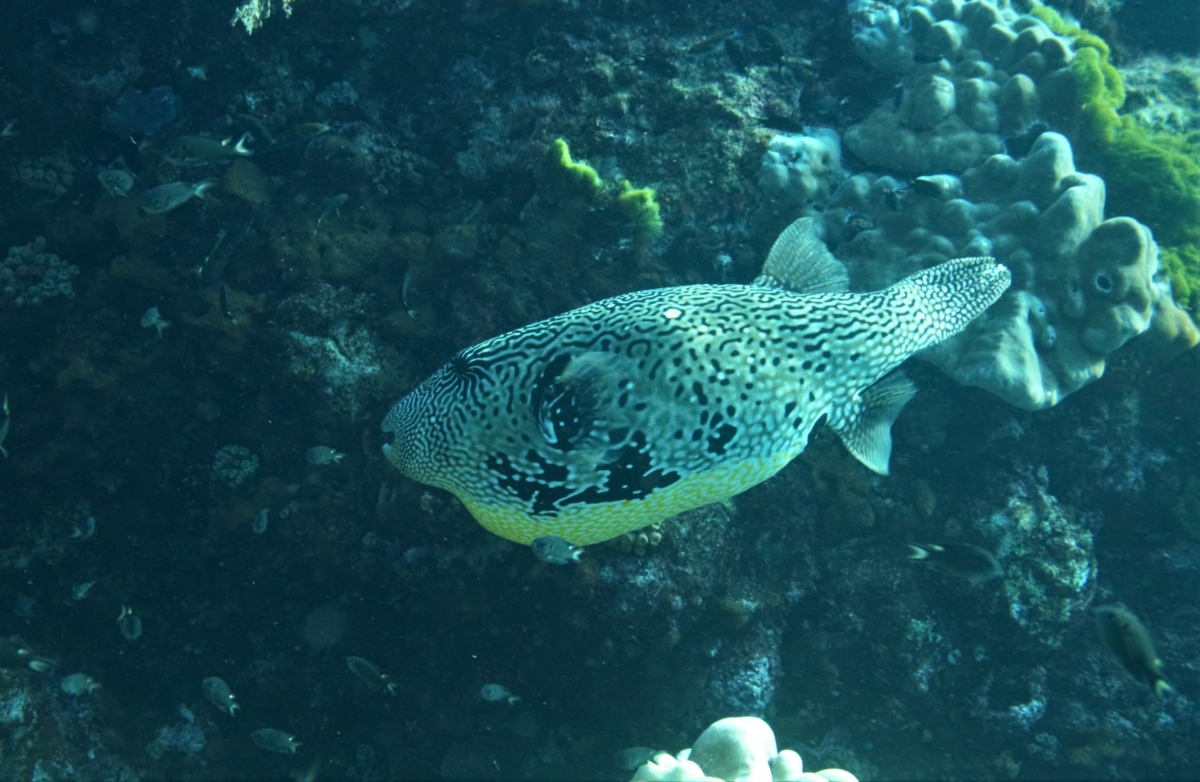 Map Pufferfish