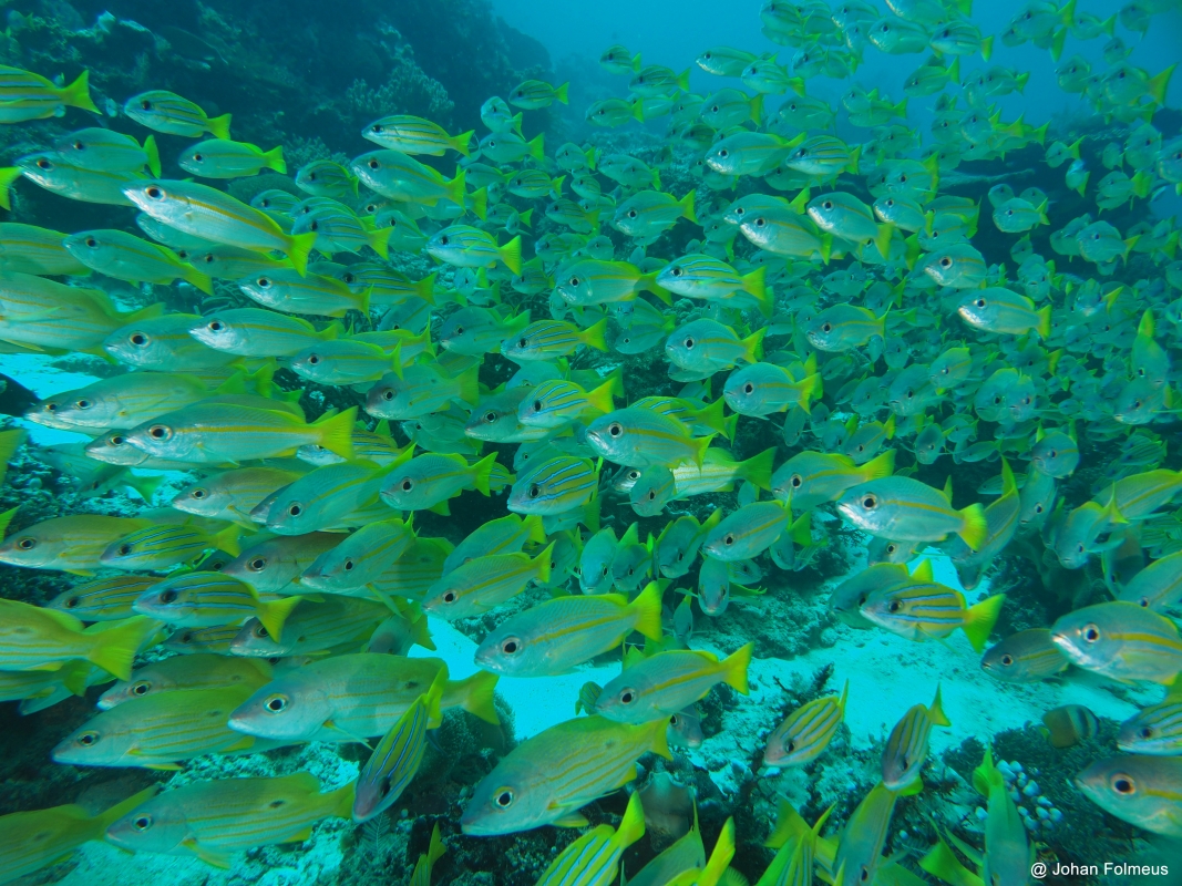 Bigeye Snapper