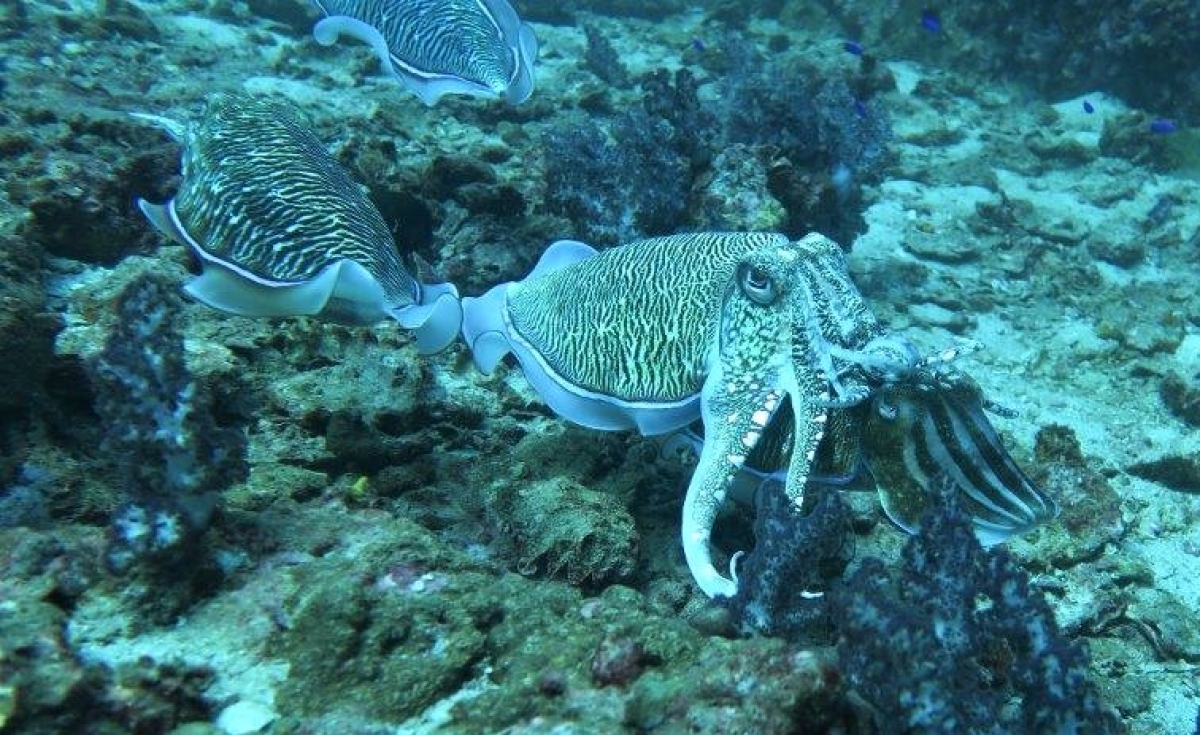 Pharaoh Cuttlefish (Sepia pharaonis)