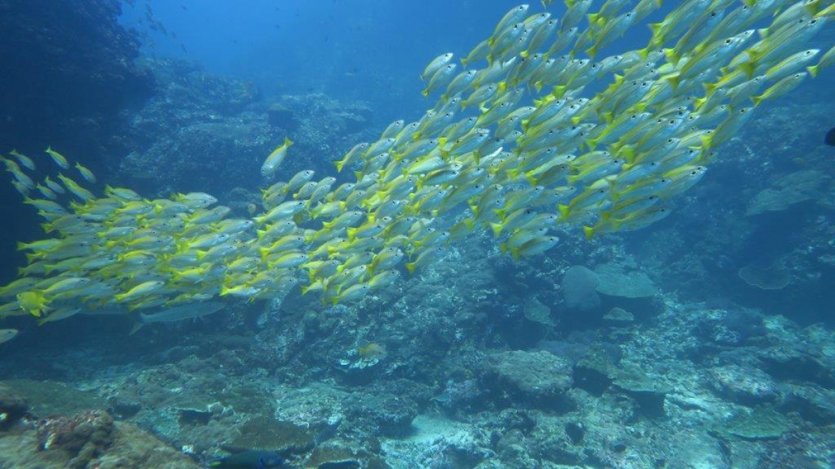 Bigeye Snapper