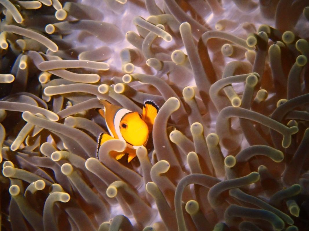 Clown Anemonefish at Koh Phi Phi Thailand