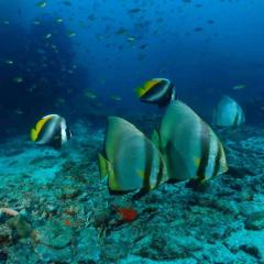 Randy MV Pawara Scuba Diving